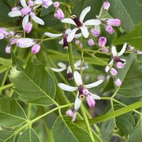 センダン,マルバマンネングサ,パプリカ,アマチャ,今日のお花の画像