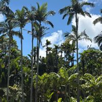 トックリヤシ,バオバブ,ユスラヤシ,ユスラ椰子,ザーバオバブの画像