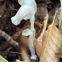 オトコヨウゾメ,ギンリョウソウ,ヒメリンゴ,ユキザサ,てんとう虫の画像