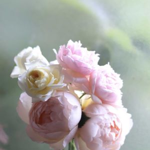 ウォラトンオールドホール,ザピルグリム,ポンポンブランパルフェ,花のある暮らし,HTCの画像
