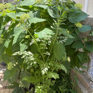 アナベル,ダウカス　ダラ,地植え,明るい日陰,ホワイトガーデンの画像