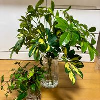 シェフレラ,ブライダルベール,観葉植物,水挿し,野生化の画像