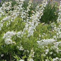 ユキヤナギ,雪柳,白い花,花のある暮らし,北海道の画像