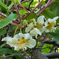 キウイ,レモン,キウイフルーツの花,キウイフルーツの花,レモンのつぼみの画像