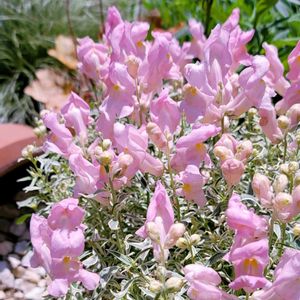 リーフ好き☘.۰•゜,地植え,かわいいな♡,大好きなお花,ひとめぼれ♡の画像