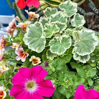 ペチュニア,プミラ,カリブラコア カプチーノ,斑入りゼラニウム.,夏の寄せ植えの画像