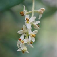 オリーブ,オリーブ,オリーブ シプレッシーノ,オリーブ シプレッシーノ,オリーブの花の画像