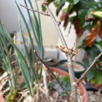 バオバブ,アダンソニア・ディギタータ,観葉植物,アダンソニア属,ベランダの画像