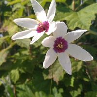 イキシア,花のある暮らし,SDGs,心に笑顔の花を,白い水曜日♡の画像