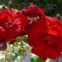 バラ,バラ,ブッドレア,薔薇,薔薇の画像