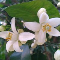 グレープフルーツ,実生,シンボルツリー,種から,花のある暮らしの画像