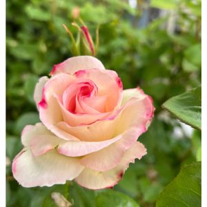 マチルダ,地植え,ばら バラ 薔薇,5月,庭の画像