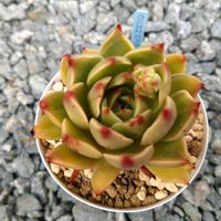 オーロラ,ヌビゲナム,クリスマスヘラジカ,多肉植物,多肉植物のある暮らしの画像