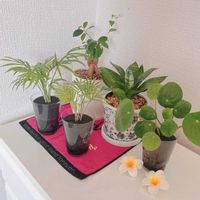 ガジュマル,ピレア・ペペロミオイデス,サンスべリア,植え替え,猫にも安全な植物の画像
