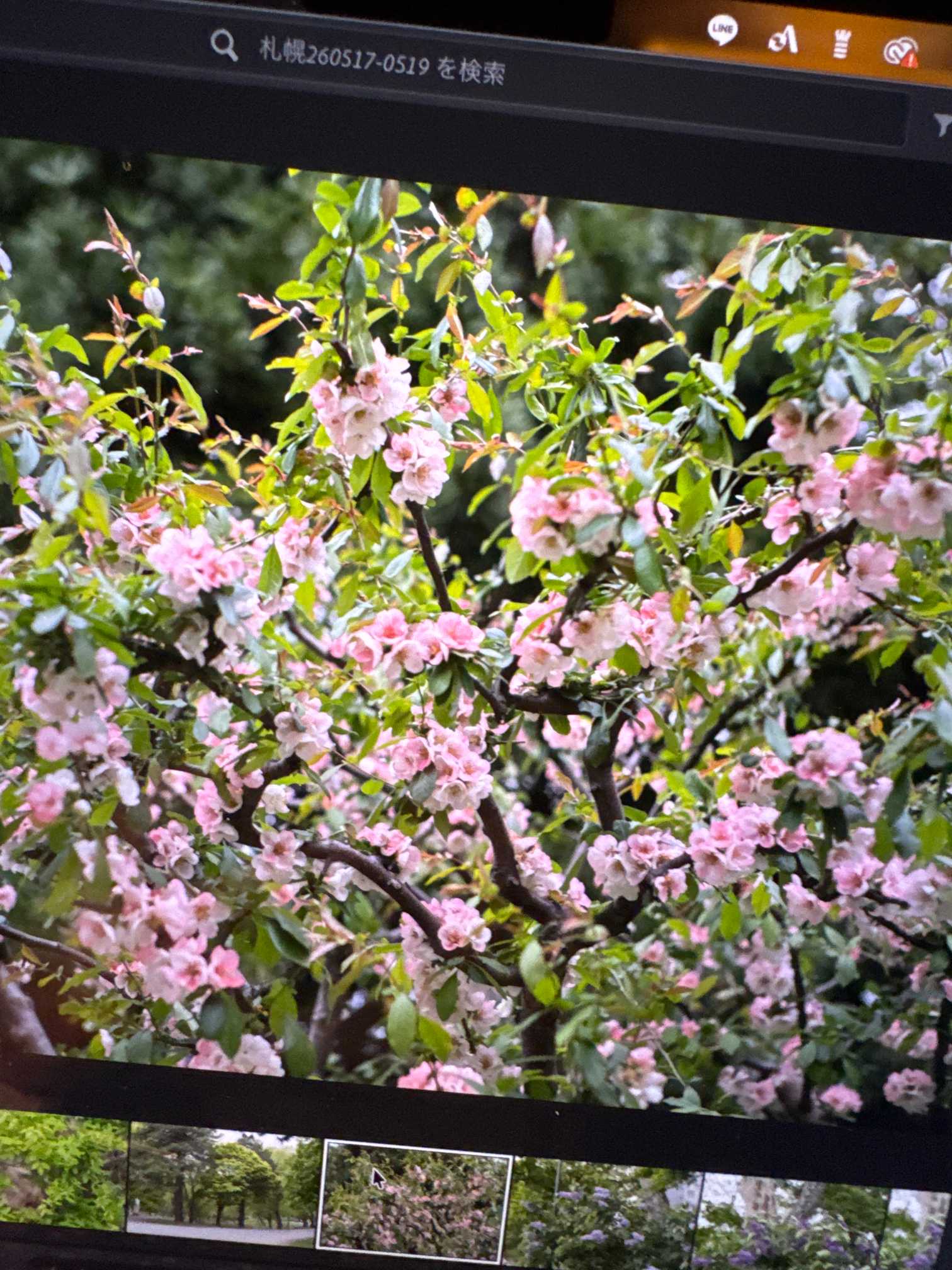 ハナカイドウ(花海堂)の育て方｜植え付けや植え替え時期、剪定方法は