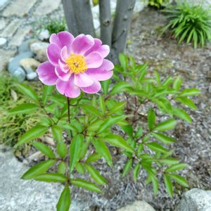 シャクヤク,シャクヤク,芍薬,山野草,植栽の画像