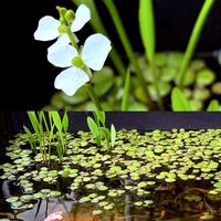 ナガバオモダカ,花言葉,ビオトープ,山野草,水生植物の画像