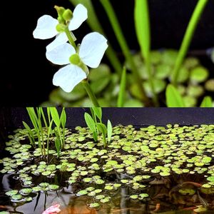 ナガバオモダカ,花言葉,ビオトープ,山野草,水生植物の画像