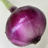 キュウリ,赤玉ねぎ,エゴマ,癒しのひと時,ミニ菜園の画像