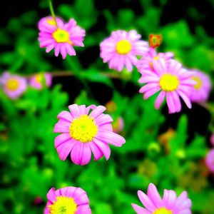 ヒメヒオウギ,ブラキカム,鉢植え,地植え,小さな庭の画像