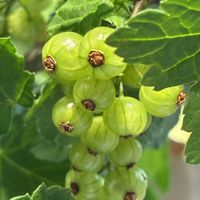 フサスグリ,災害時備蓄,手洗・うがい・マスク,ウクライナに平和をの画像