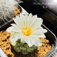 オーニソガラム,サボテン,菊水,ストロンボカクタス・菊水,オーニソガラム・サルディエニーの画像