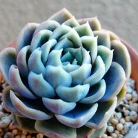 月影,メキシカンスノーボール,多肉植物,北海道タニラー,ベランダの画像