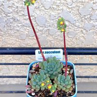 シャビアナ,多肉植物いろいろ,ｾﾀﾞﾑ,ｱｴｵﾆｳﾑ,ﾄﾞﾛｻﾝﾃﾏﾑの画像