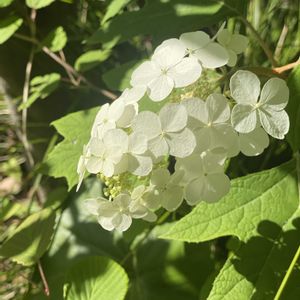 カシワバアジサイ・スノーフレーク,地植え,開花,白い花,緑が好きの画像