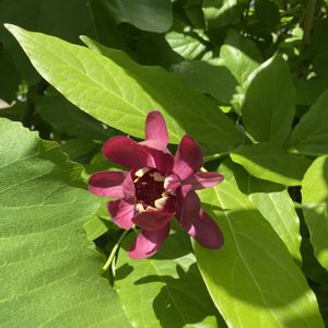 クロバナロウバイ　アフロディーテ,赤い花,地植え,開花,緑が好きの画像