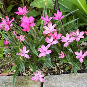 アッツ桜,地植え,花壇,いつもありがとう♡,お花は癒しの画像