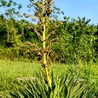 ユッカ,キミガヨラン,観葉植物,ネコ好き,花のある暮らしの画像
