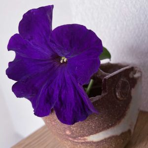 ペチュニア,一輪挿し,信楽焼,iPhone撮影,asingleflowervaseの画像