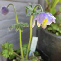 オキナグサ,高山植物,ルイコフ イチゲ,青い花,花のある暮らしの画像