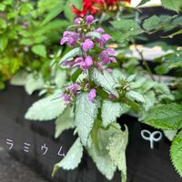 ラミウム,寄せ植え,鉢植え,ガーデニング,庭の画像