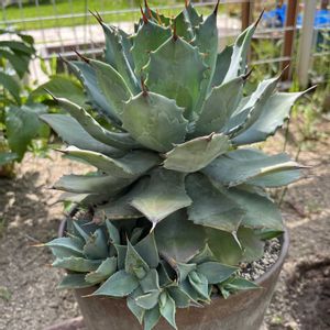 アガベ 雷神,多肉植物,子株,アガベ属,庭の画像