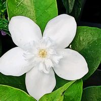 セイロンライティア,白い花,癒し,可憐な花,可愛い花の画像