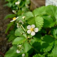 ワイルドストロベリー,ハーブ,山野草,野草の画像