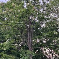 シャガ,シャガ,ニセアカシア,ニセアカシア,優しい気持ちの画像