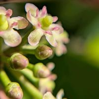 クスノキ,クロガネモチ,雌株.,クスノキ（楠木),雌花.の画像