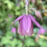 風鈴おだまき,イマニワ,いつもありがとうございますの画像
