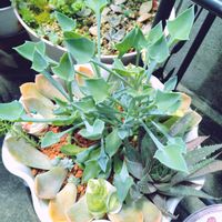 マサイの矢尻,葉挿しっ子達,多肉植物,多肉寄せ植え,お庭の植物の画像