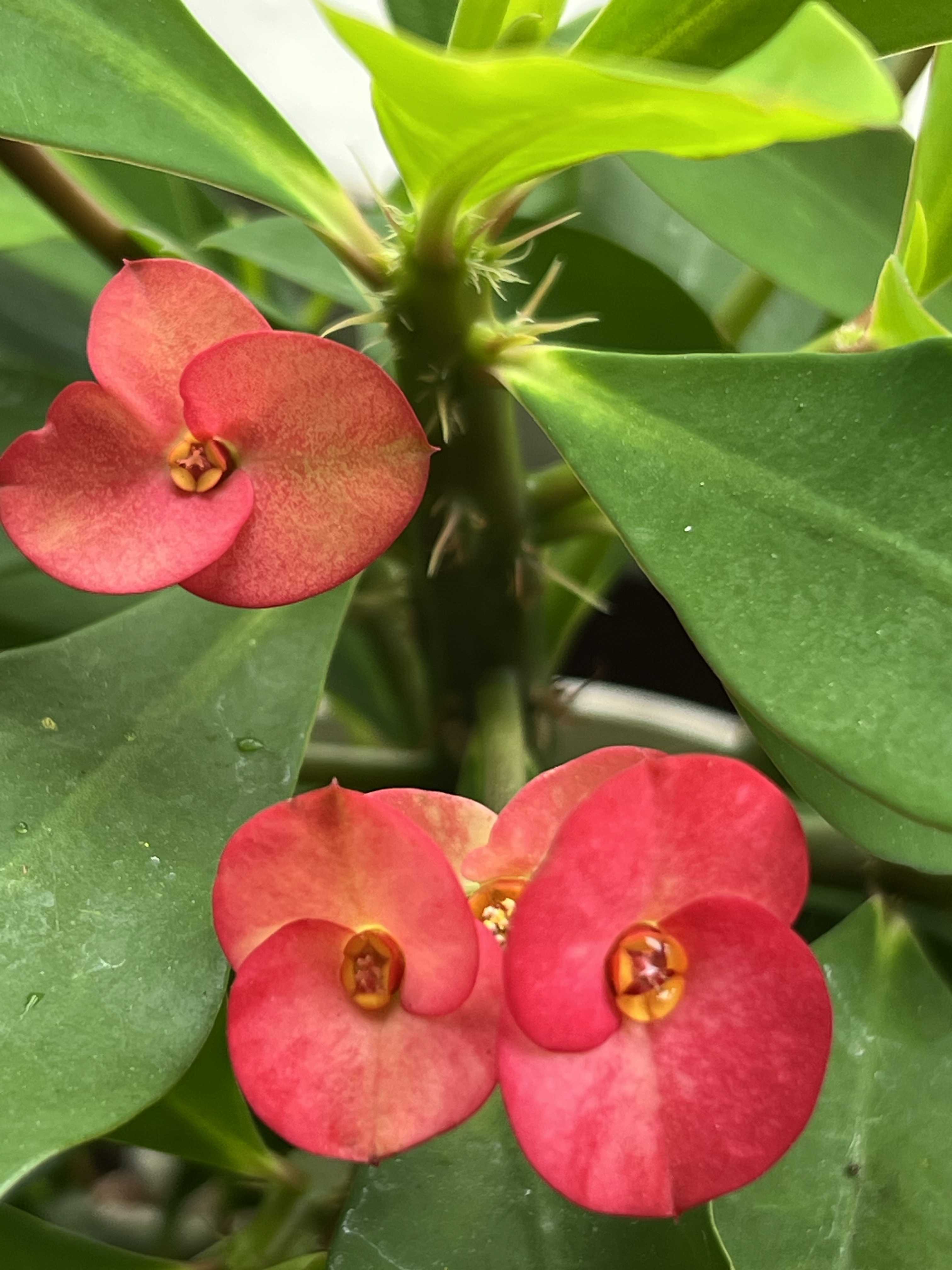 ハナキリン(花麒麟)の育て方｜植え付け時期や剪定方法は