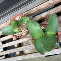マユハケオモトの画像