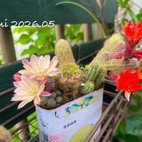 サボテン,白檀,ミニサボ,サボテンの花,サボテンの寄せ植えの画像