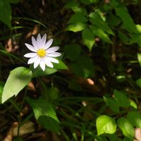 ナニワイバラ,ミヤマヨメナ,植物園,山野草,野草の画像