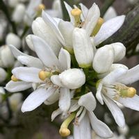柿の木,みかんの花,みかんの花,ザクロの花,ザクロの花の画像