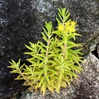 オノマンネングサ,多肉植物,マンネングサ属,小さな庭の画像
