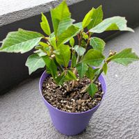 ポインセチア,おうち園芸,ベランダの画像