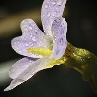 ムシトリスミレ,食虫植物,リビング・ダイニングの画像